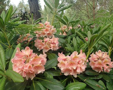 P6211069_Merja_1024px Rhododendron 'Merja', a named cultivar from Kristian Theqvist - June 21, 2021