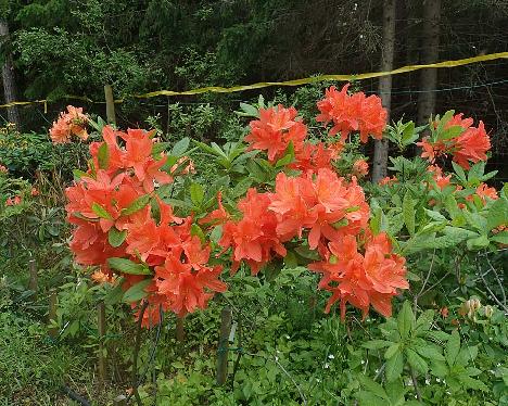P6211076_molle _ssp_japonicum_oranssinpunainen_x_punainen_RH_1024px Rhododendron molle ssp. japonicum - June 21, 2021