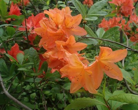 P6211078_molle_ssp_japonicum_oranssi_ARS_001-07_1024px Rhododendron molle ssp. japonicum - June 21, 2021