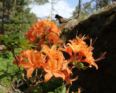 P6221101_calendulaceum_ARS_295-02_no_filter_1024px Rhododendron calendulaceum - June 22, 2021