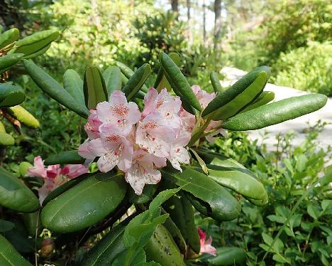 P6221104_brachycarpum_var_roseum_UV_filter_1024px Rhododendron brachycarpum var. roseum - June 22, 2021
