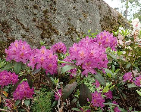 P6231127_Libretto_1024px Rhododendron 'Libretto' - June 23, 2021