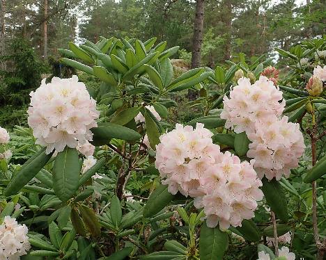 P6231135_brachycarpum_Oskulta_1024px Rhododendron brachycarpum ssp. brachycarpum - June 23, 2021
