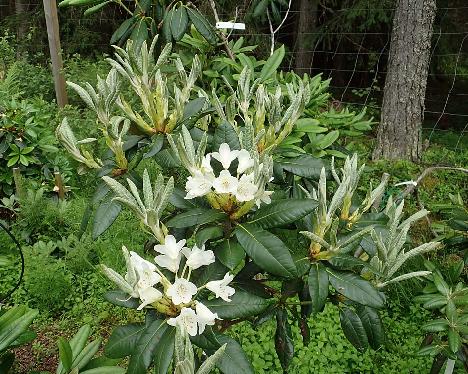 P6231149_PekkHydV-03_Pekka_x_Hydon_Velvet_03_1024px Rhododendron 'Pekka' x 'Hydon Velvet', PekkHydV-03, a hybrid from Kristian Theqvist - June 23, 2021