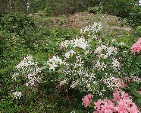 P6251183_Weston's_Innocence_mutation_and_remutation_1024px Rhododendron 'Weston's Innocence' mutation and remutation - June 25, 2021