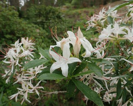 P6251184_Weston's_Innocence_remutation_1024px Rhododendron 'Weston's Innocence' remutation - June 25, 2021