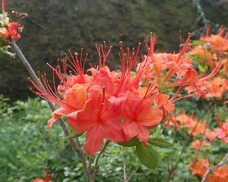 P6291226_cumberlandence_1024px Rhododendron cumberlandence - June 29, 2021