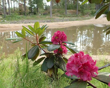 P6301235_RedRivBVT-01_Red_River_x_BVT_1024px Rhododendron 'Red Tiger', a named cultivar from Kristian Theqvist - June 30, 2021