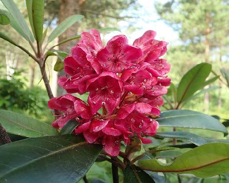 P6301245_Punamax_maximum_red_1024px Rhododendron maximum red form - June 30, 2021