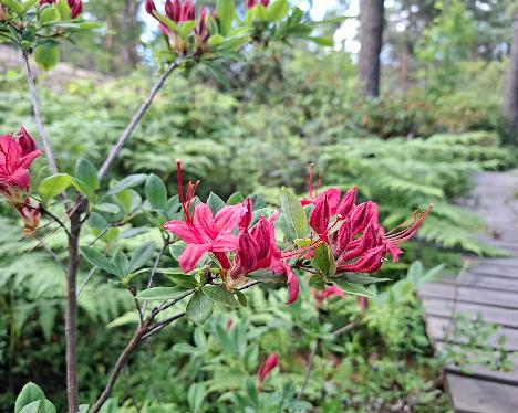 20240708_164001_Millenium_1024px Rhododendron 'Millenium' - July 8, 2024
