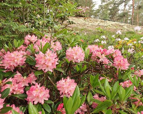 P6073549 Elsie Maria_1024px Rhododendron 'Elsie Maria' - June 7, 2024