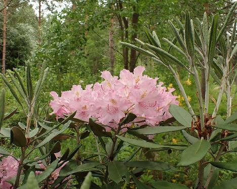 P6103638_smirnowii_ARS_2069-03_1024px Rhododendron smirnowii - June 10, 2024