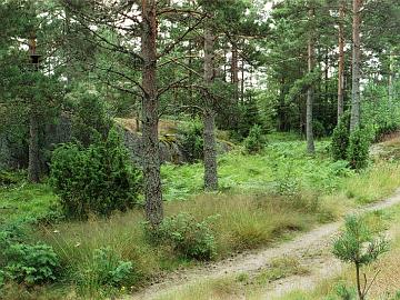 2000 Vuosi 2000. Neitseellinen metsä kallioiden välissä oli kaunis ja sen olisi ihan hyvin voinut jättää sellaiseksi. Tontilta löytyi kuitenkin paljon...