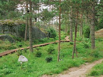 2001 Vuosi 2001. Harvensin puustoa, ehkä vähän liikaakin ja jälkeenpäin harmitti, että poistin tarpeettomasti katajia. Nyttemmin olen antanut uusien katajataimien...