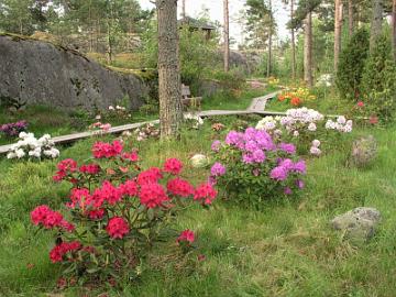 2004_a Vuosi 2004. Rhodojen kukinta oli kohtuullisen hyvä. Etualalla on punakukkainen 'Nova Zembla', jota olin puutarhafoorumin palstoilla moittinut heikkokestoiseksi...