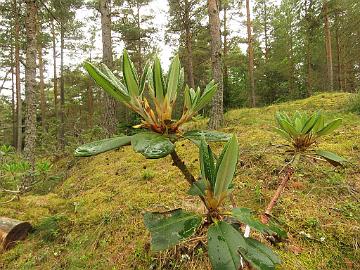 IMG_5735_nakotiltum_2011-1582 Rhododendron nakotiltum , origin Rhododendron-Haven, Denmark, 2011