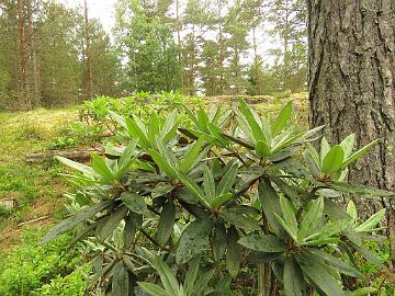 snake plant moonshine Sansevieria trifasciata --Moonshine Snake Plant--